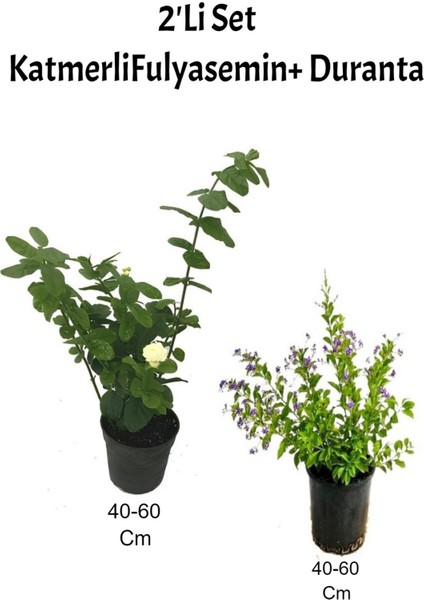 Yoğun Kokulu Katmerliful Yasemin+ Duranta Çiçeği