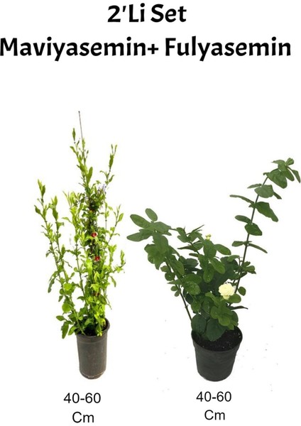 Mavi Yasemin Çiçeği+ Ful Yasemin Çiçeği Dış Mekan Bitkisi