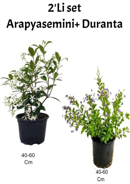 Kokulu Arap Yasemin+ Duranta Teras/ Dış Mekan Bitkisi