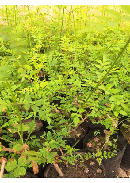 Klasik Yasemin (Izmir Yasemini) (40-80 Cm) 1 Adet Tüplü Dış Mekan Bitkisi