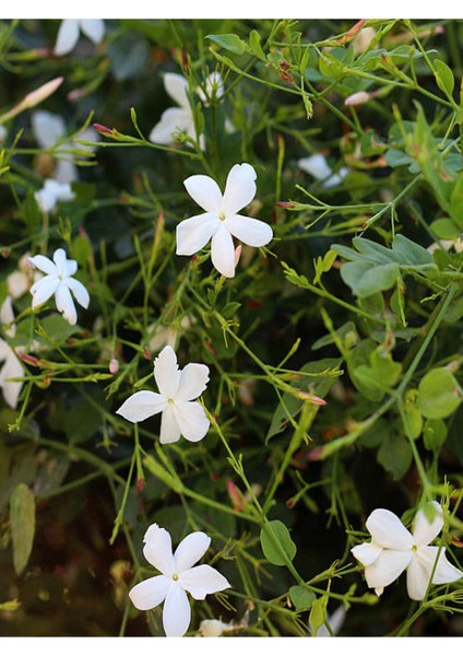 Klasik Yasemin (Izmir Yasemini) (40-80 Cm) 1 Adet Tüplü Dış Mekan Bitkisi modelleri