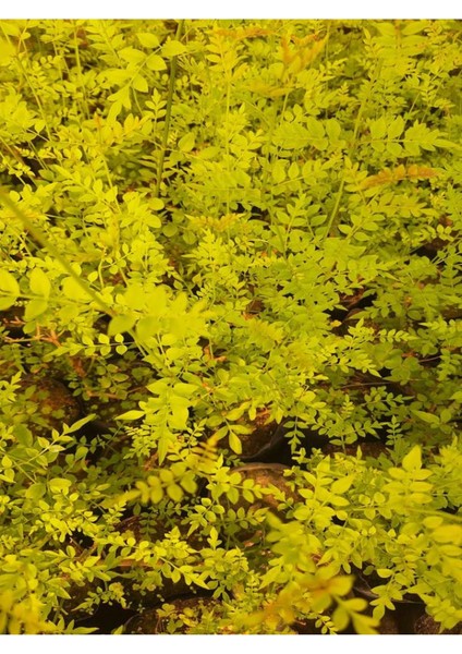 Mis Kokulu Klasik Yasemin (Izmir Yasemini) (40-80 Cm) 1 Adet Tüplü Dış Mekan Bitkisi fiyatları