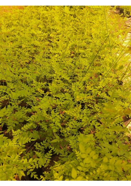 Mis Kokulu Klasik Yasemin (Izmir Yasemini) (40-80 Cm) 1 Adet Tüplü Dış Mekan Bitkisi modelleri