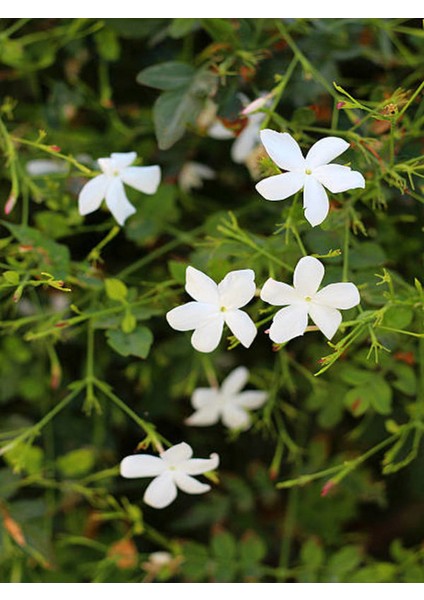 Mis Kokulu Klasik Yasemin (Izmir Yasemini) (40-80 Cm) 1 Adet Tüplü Dış Mekan Bitkisi fırsatları