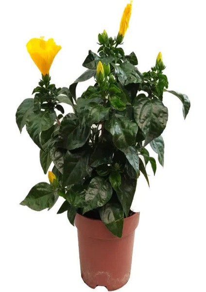 Sarı Renkli Japon Gülü (20-30 cm) 1 Adet Saksılı / Tüplü Dış Mekan Bitkisi