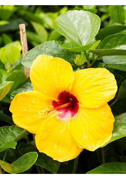 Sarı Renkli Japon Gülü (20-30 cm) 1 Adet Saksılı / Tüplü Dış Mekan Bitkisi modelleri