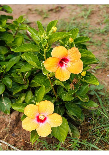 Sarı Renkli Japon Gülü (20-30 cm) 1 Adet Saksılı / Tüplü Dış Mekan Bitkisi fırsatları