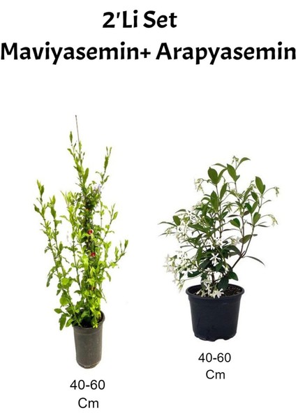 Mavi Yasemin Çiçeği+ Arap Yasemin Çiçeği Dış Mekan Bitkisi