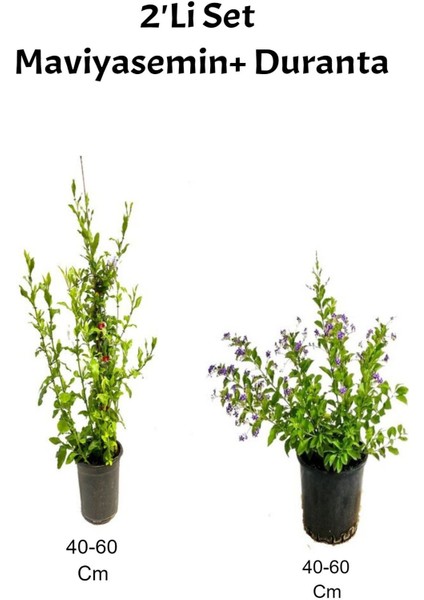 Mis Kokulu Mavi Yasemin +Mor Duranta Dış Mekan Bitkisi
