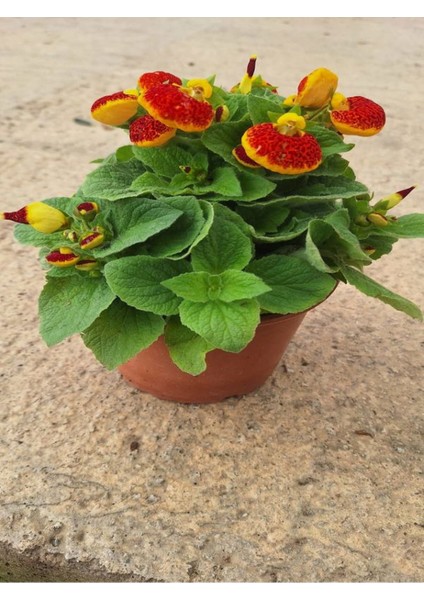 Sarı Kırmızı Renkli Hanımçantası Çiçeği (5-30 Cm)1 Adet Saksılı İç / Dış Mekan Bitkisi