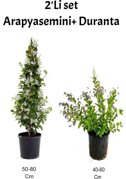Arap Yasemini+ Mor Çiçekli Duranta Fidanı Dış Mekan Bitkisi