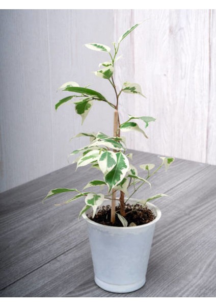 Tek Dal Alacalı Beyaz Benjamin (40-70 cm) 1 Adet Tüplü İç / Dış Mekan Bitkisi