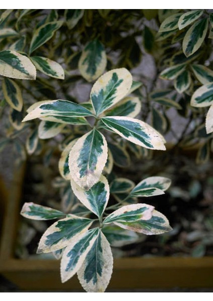 Tek Dal Alacalı Beyaz Benjamin (40-70 cm) 1 Adet Tüplü İç / Dış Mekan Bitkisi fiyatları