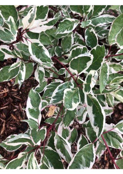 Tek Dal Alacalı Beyaz Benjamin (40-70 cm) 1 Adet Tüplü İç / Dış Mekan Bitkisi modelleri