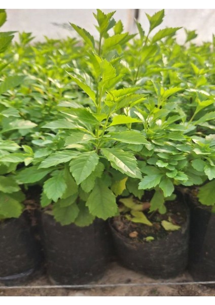 2 Adet Mor Çiçekli Duranta Ağacı Fidanı (40-70 Cm) Tüplü Dış Mekan Bitkisi