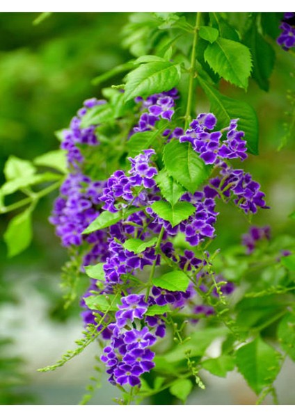 2 Adet Mor Çiçekli Duranta Ağacı Fidanı (40-70 Cm) Tüplü Dış Mekan Bitkisi fiyatları