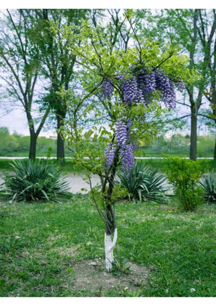 2 Adet Mor Çiçekli Duranta Ağacı Fidanı (40-70 Cm) Tüplü Dış Mekan Bitkisi modelleri