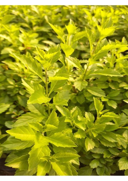 2 Adet Mor Çiçekli Duranta Ağacı Fidanı (40-70 Cm) Tüplü Dış Mekan Bitkisi fırsatları