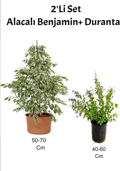 Beyaz Alacalı Tek Dal Benjamin+ Mor Çiçekli Duranta Dış Mekan Bitkisi