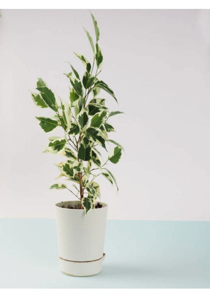 Beyaz Alacalı Tek Dal Benjamin+ Mor Çiçekli Duranta Dış Mekan Bitkisi fiyatları