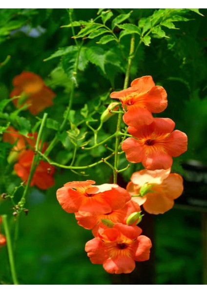 Turuncu Acem Borusu Fidanı (40-80 Cm)1 Adet Saksılı / Tüplü Dış Mekan Bitkisi fiyatları