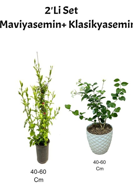 Mavi Yasemin Çiçeği+ Klasik Yasemin ( Izmir Yasemini) Dış Mekan Bitkisi