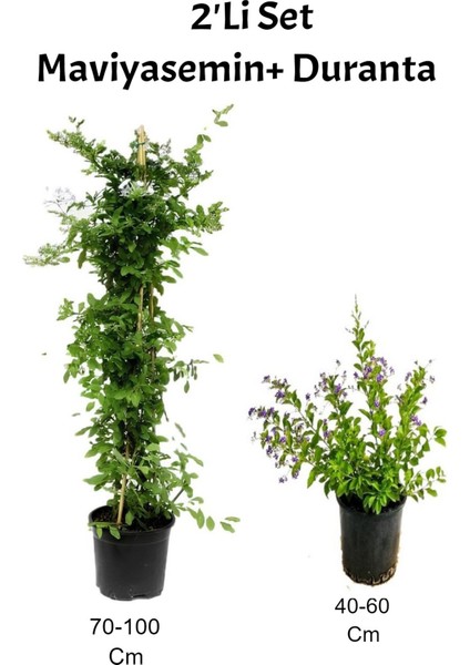 Kokulu Mavi Yasemin+ Duranta Mor Çiçekli Dış Mekan Bitkisi