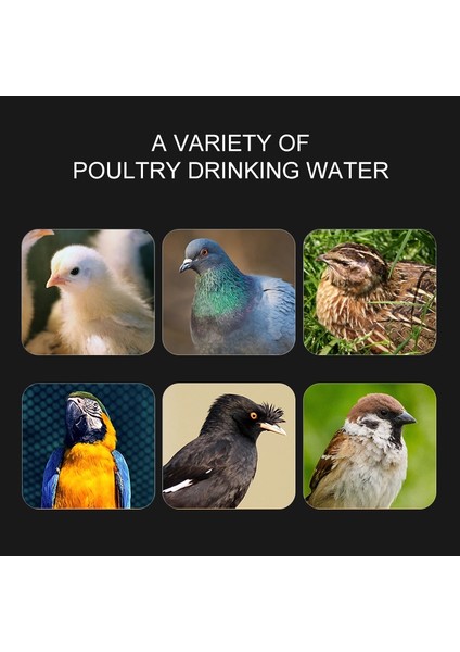 Kırmızı Otomatik Bıldırcın Suluk Hayvan Besleyiciler Otomatik Kuş Kümesi Yemi Kümes Hayvanları Tavuk Tavuğu Suluk Su Içme Bardakları (Yurt Dışından) fiyatları