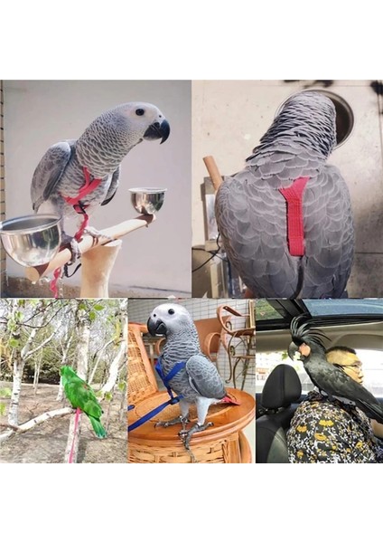Kızıl Tarzı Xs Beden Papağan Kuş Koşum Tasma Açık Uçan Çekiş Kayışları Bant Ayarlanabilir Isırma Önleyici Eğitim Halatı (Yurt Dışından) fırsatları