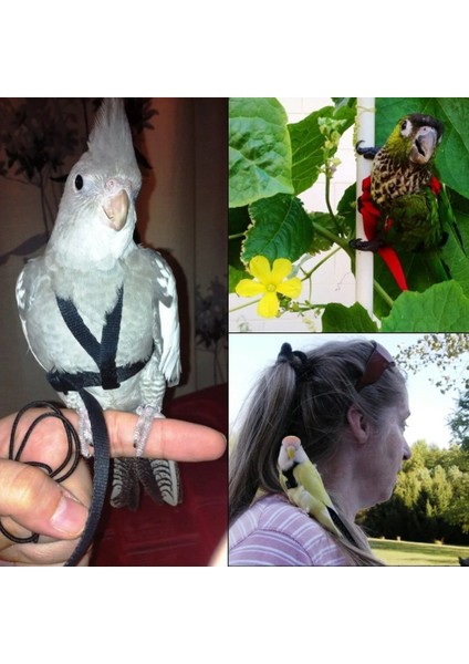 M Rastgele Renk Stili Papağan Koşum Tasma Uçan Anti-Bite Çekiş Halat Kuş Eğitim Açık Psittacus Erithacus Scarlet Amerika Papağanı Kuşları Için Taşıma (Yurt Dışından) fırsatları