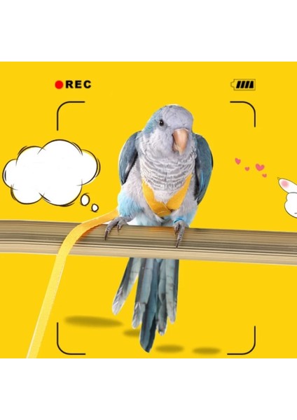 Koyu Yeşil Stil Xl Beden Anti-Bite Uçan Eğitim Halat Papağan Kuş Pet Tasma Kitleri Muhabbet Kuşu Cennet Papağanı Papağanı Küçük Kuşlar Için Ultralight Koşum Tasma (Yurt Dışından) fırsatları