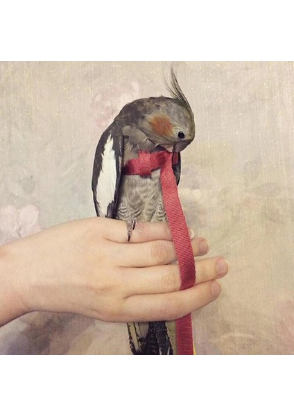 L Gri Tarzı Anti-Bite Uçan Eğitim Halatı Papağan Kuş Koşum Kitleri Ultralight Koşum Tasmalar Yumuşak Taşınabilir Pet Oyuncaklar (Yurt Dışından) fırsatları