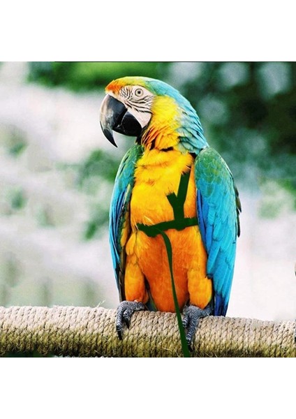 Kızıl Tarzı Xs Beden Papağan Kuş Koşum Tasma Ayarlanabilir Isırma Önleyici Eğitim Halatı Açık Havada Uçan Çekiş Kayışları Bandı (Yurt Dışından) modelleri