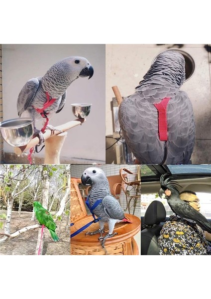 Gn Stili M Beden Papağan Kuş Koşum Tasma Açık Uçan Çekiş Kayışları Bant Ayarlanabilir Isırma Önleyici Eğitim Halatı (Yurt Dışından) fırsatları