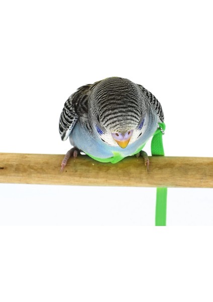 Yeşil Stil Ayarlanabilir Papağan Tasma Pet Kuş Koşum Koşum Eğitim Halatı Uçan Bant Kuş Halat Açık Eğitim Halat Kemer Yürüyüş Kurşun (Yurt Dışından)