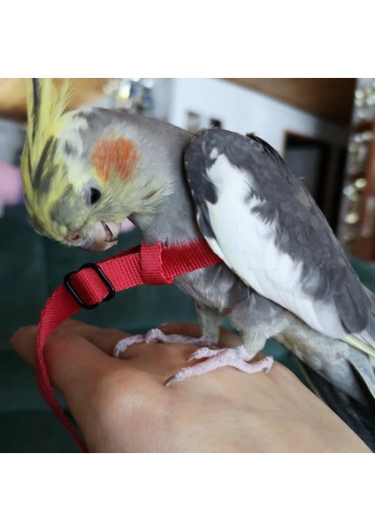 Kırmızı Stil Xl Beden Anti-Bite Kuş Koşum Tasma Seti Papağan Koşum Naylon Halat Ayarlanabilir Uçan Eğitim Tasarımı Papağan Conures Kuş Için Uygun (Yurt Dışından) modelleri