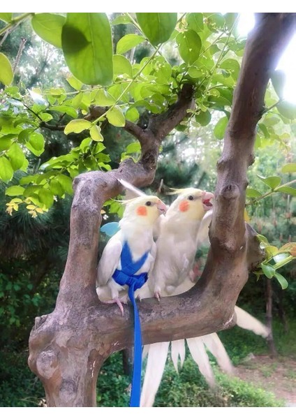 Pembe Tarzı L Beden Isırma Önleyici Kuş Koşum ve Tasma Kaçış Kanıtı Uçan Eğitim Halatı Papağan Pet Ultra Hafif Yelek Tasma Yumuşak Taşınabilir Kuş Oyuncak (Yurt Dışından) modelleri