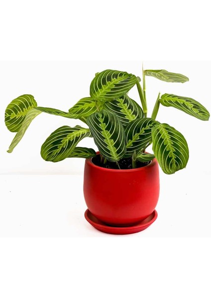 Maranta Leuconeura Lemon Lime - Dua Çiçeği Curvy Kırmızı Saksılı-Ithal 30-40 cm