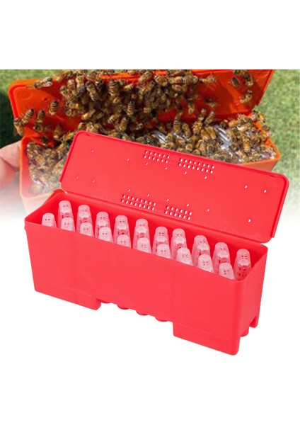 Arıcı Malzemeleri Kraliçe Kafesli Kraliçe Arı Taşıma Kutusu Yetiştirme Ekipmanları Kraliçe Hücre Plastik Kuluçka Arıcılık Aracı 1 Takım (Yurt Dışından) fiyatları