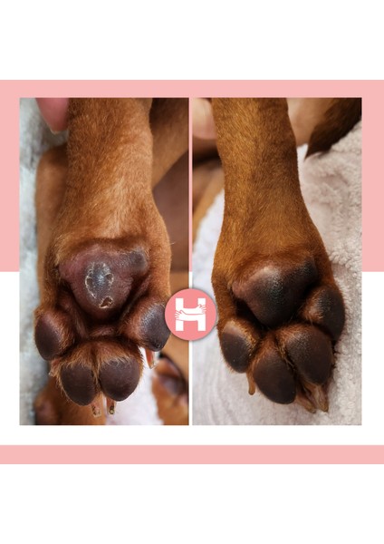 Paw Care Stick / 15 ml