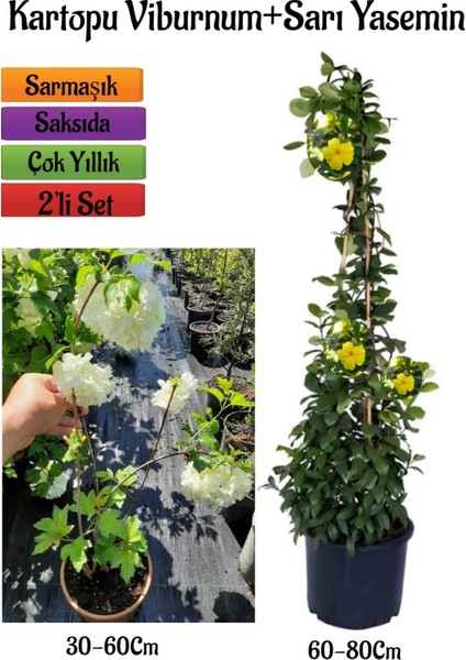 Beyaz Kartopu Çiçeği (Viburnum)+Sarı Yasemin Çiçeği Fidanı 2'li Bahçe Seti