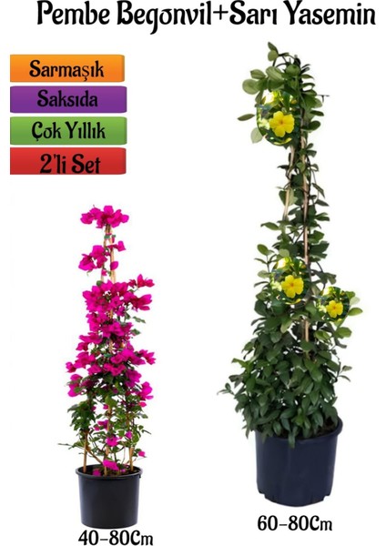 Pembe Begonvil Çiçeği Fidanı+Sarı Yasemin Fidanı 2'li Bahçe Peyzaj Seti