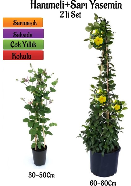 Mis Kokulu Hanımeli Fidanı+ Sarı Yasemin Fidanı 2'li Kokulu Bahçe Peyzaj Seti