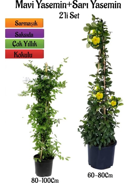 Mavi Yasemin Fidanı+Sarı Yasemin Fidanı 2'li Bahçe Peyzaj Bitki Seti