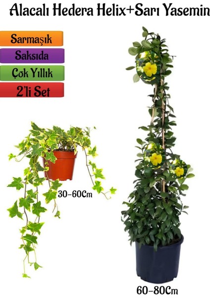 Sarı Alacalı Duvar Sarmaşığı+Sarı Yasemin Çiçeği 2'li Bahçe Peyzaj Seti