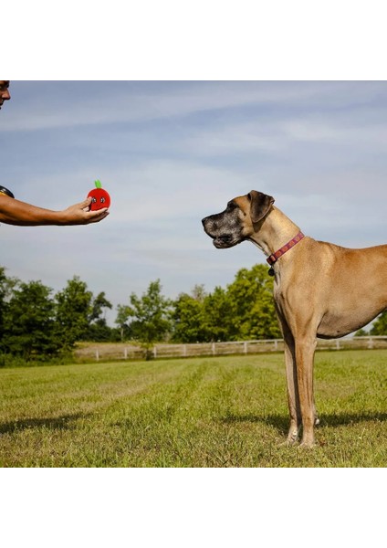 PT001-MAVI Kalp Stili Chew Play Oyuncaklar Sevimli Pet Köpek Kedi Köpek Chew Squeaker Quack Ses Bebek Oyuncak Yaratıcı Simülasyon Donut Pet Malzemeleri Köpek Oyuncakları (Yurt Dışından)