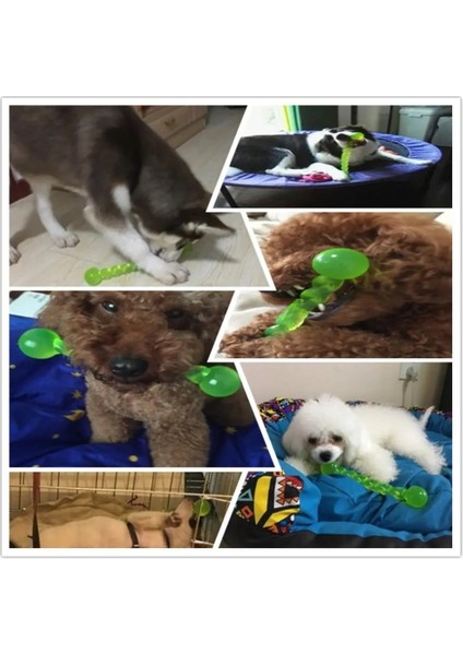 Mavi Stil 3 Parça Yeni Pet Oyuncak Köpek Kedi Kemik Taşlama Isırığı Çiğneme Sağlık Diş Çubuğu Silikon Renk Yeşil Kırmızı Mavi (Yurt Dışından) indirimleri