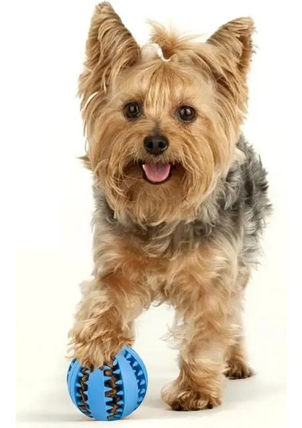 Sarı Stil Çap 4.8cm Köpek Oyuncak Iq Chew Dayanıklı Lastik Top Sızıntı Gıda Diş Fırçası Diş Kaşıyıcı Etkileşimli Pet Diş Çıkarma Eğitim Gıda Dağıtıcı Oyun Topu (Yurt Dışından)