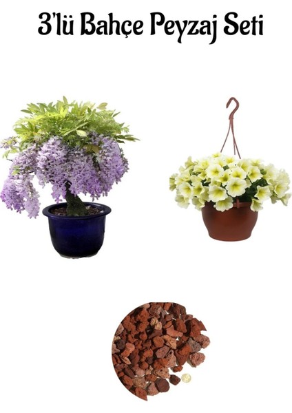 Mor Salkım Ağacı+Sarı Petunya ÇIÇEĞI(20-30CM)+2LT Curf Dekoratif Taş 3'lü Peyzaj Seti