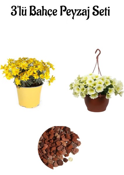 Sarı Çalı PAPAPTYASI(15-30CM)+SARI Petunya ÇIÇEĞI(20-30CM)+2LT Curf Dekoratif Taş